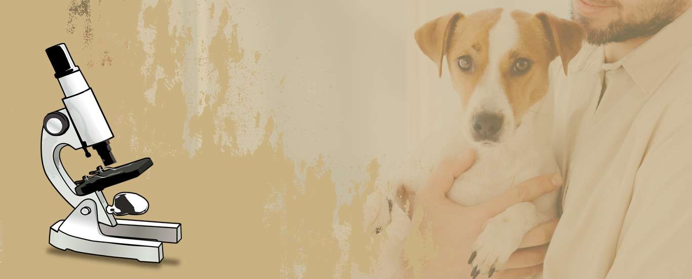Vet Lab Software is A complete Software Solution for Veterinary Clinics. Veterinary lab software for vet clinic.